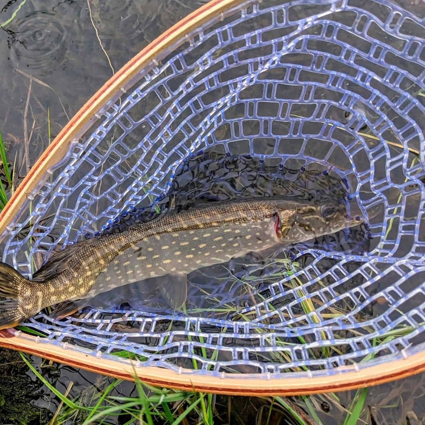 Riedhoff Wooden Handle Fly Fishing Net, with Durable Clear Rubber Net, 24" x 11" x 10"